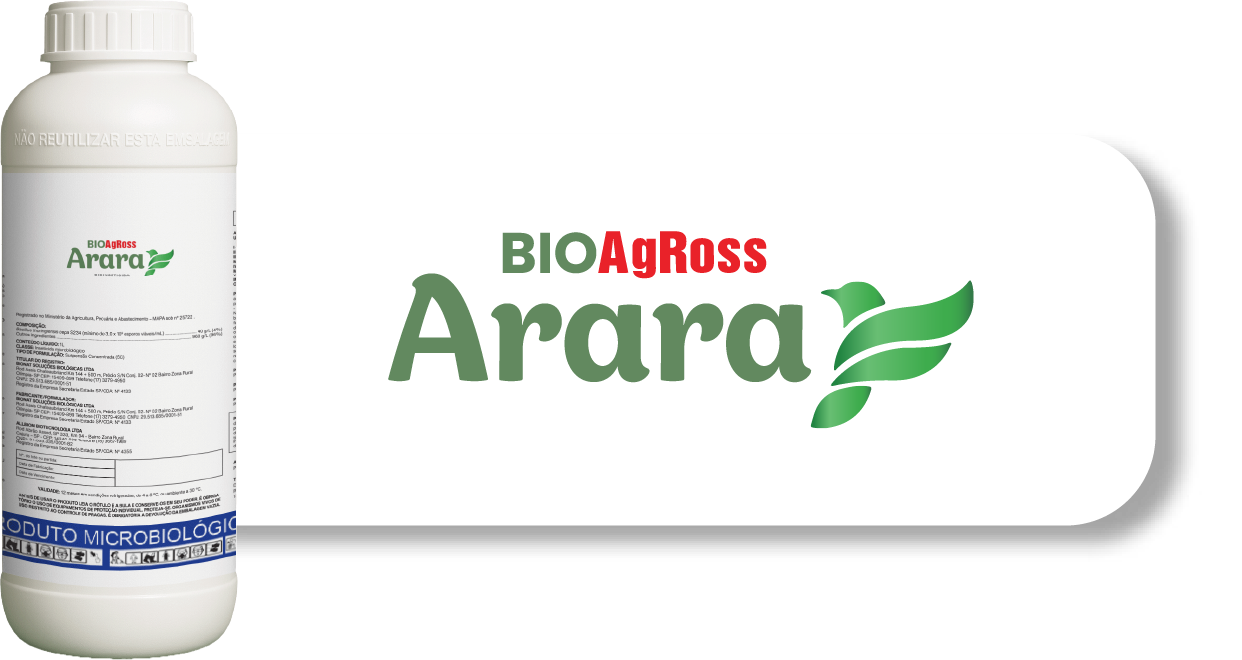 Arara