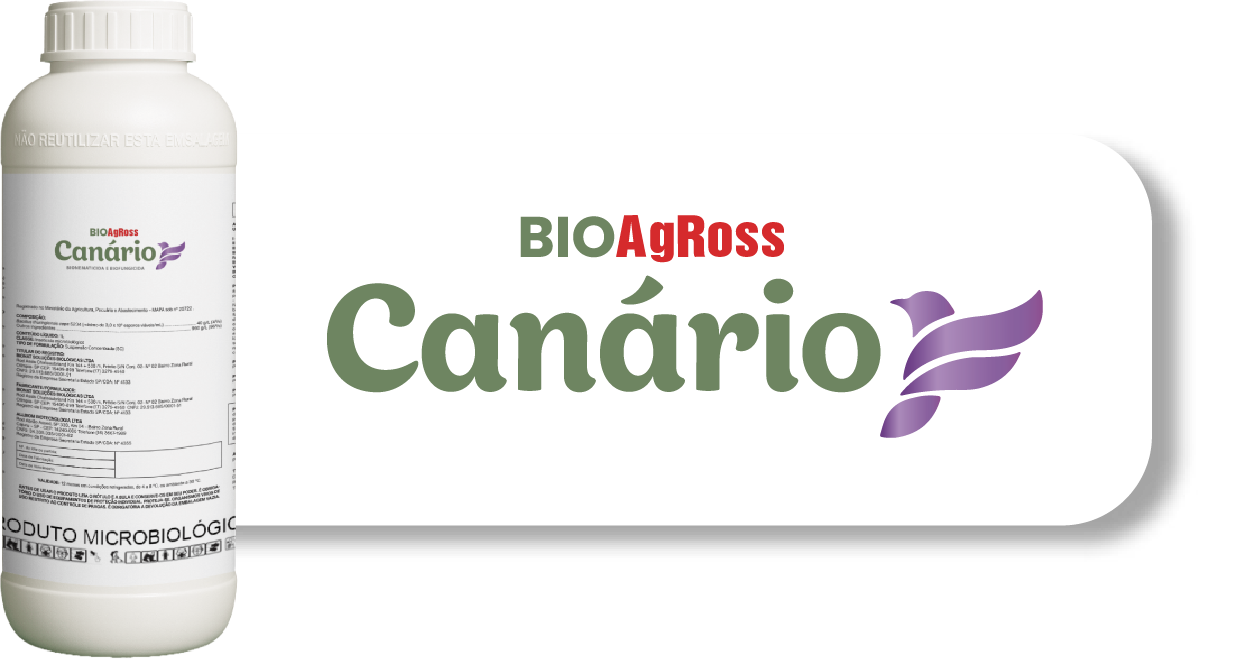 Canário