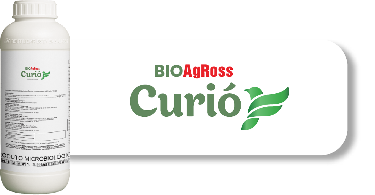 Curió