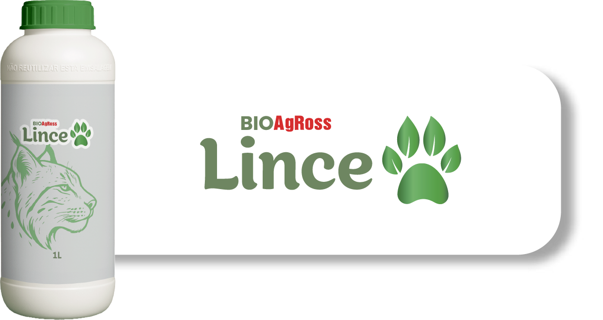 Lince
