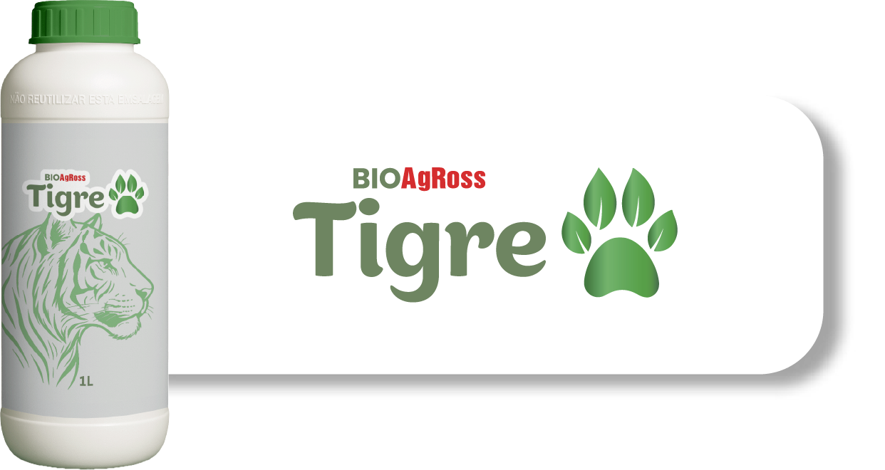 Tigre